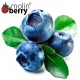 Blueberry (Molinberry)