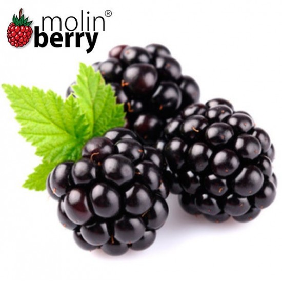 Dark Blackberry (Molinberry)