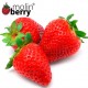 Sweet Strawberry (Molinberry)