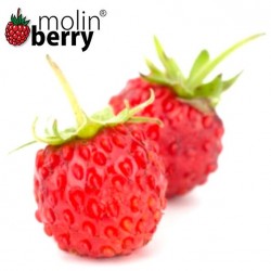 Wild Strawberry (Molinberry)